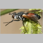 Cylindromyia brassicaria - Raupenfliege 01b.jpg
